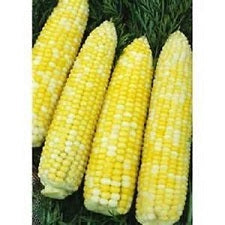 Sweet Corn Seed