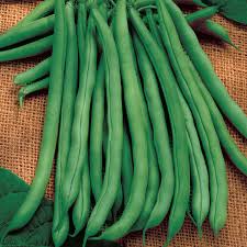 Blue Lake 274 - Bush Bean