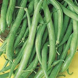 Contender - Bush Bean