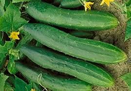 Tendergreen Burpless - Cucumber