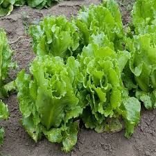 Simpson Black Seeded - Leaf Lettuce