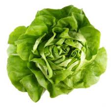 Buttercrunch -  Head Lettuce