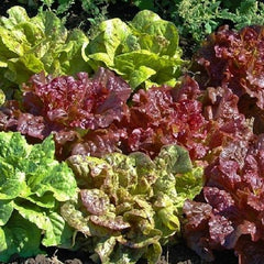 Mixed Leaf Lettuce