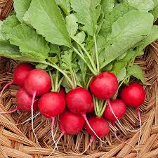 Cherry Belle - Radish