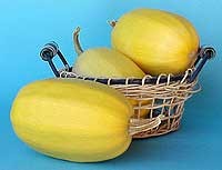 Spaghetti - Squash