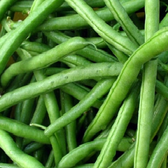 Jade - Bush Bean